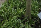 Brumby Plainsplant-nursery-23.jpg; ?>